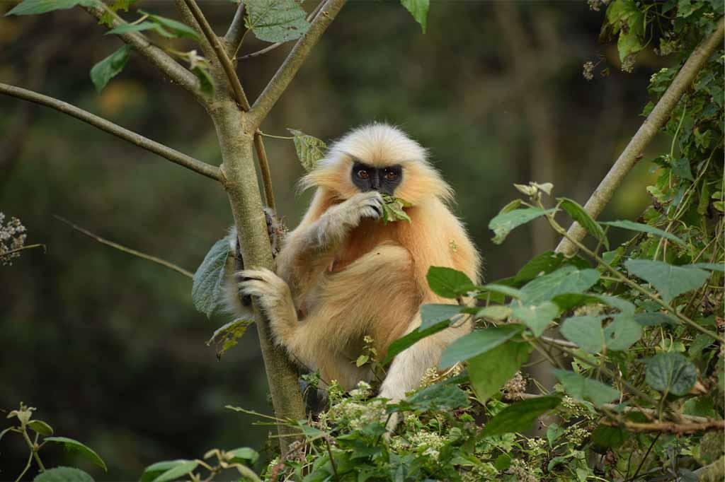 golden langur